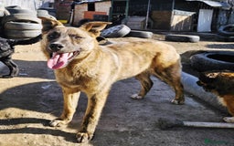 Mixed Breed dogs for adoption: PEPPER - a superb, gentle boy, for a Loving Home - Image 1