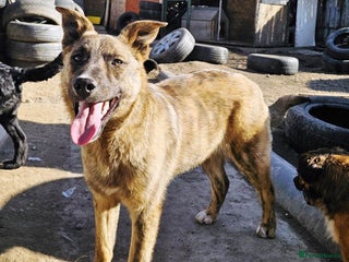 Mixed Breed dogs - Advert 2