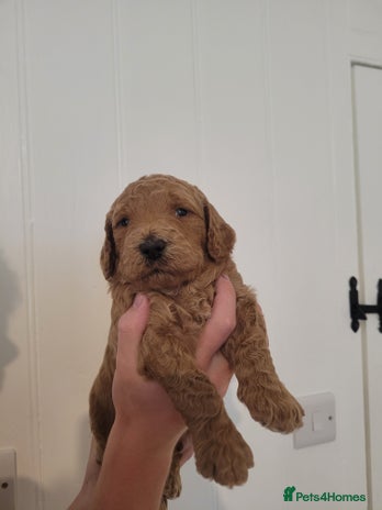 Mixed Breed dogs - Advert 1