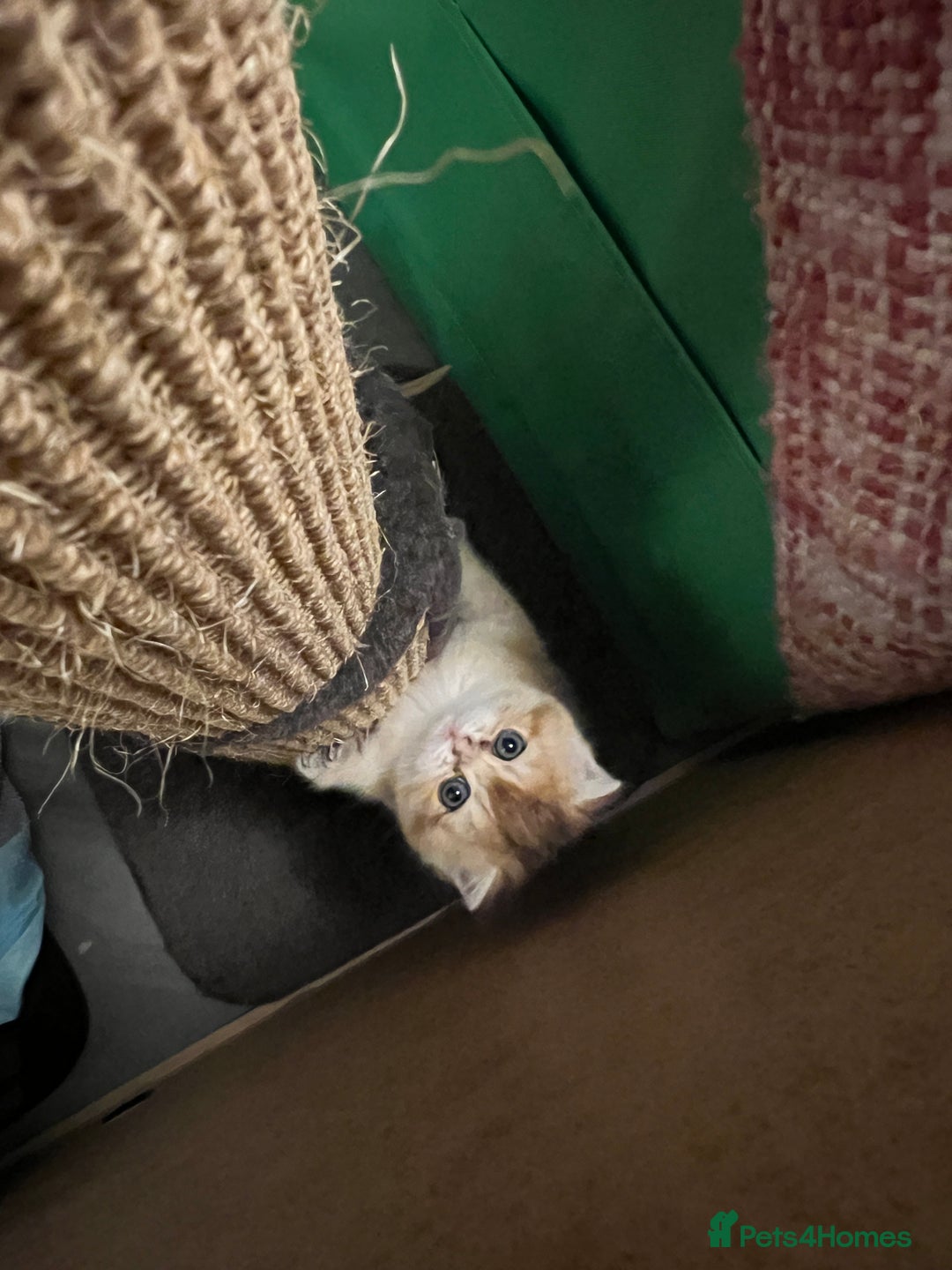 Scottish Fold cats for sale: Scottish Straight Golden Shaded Rare Affectionate - Image 17