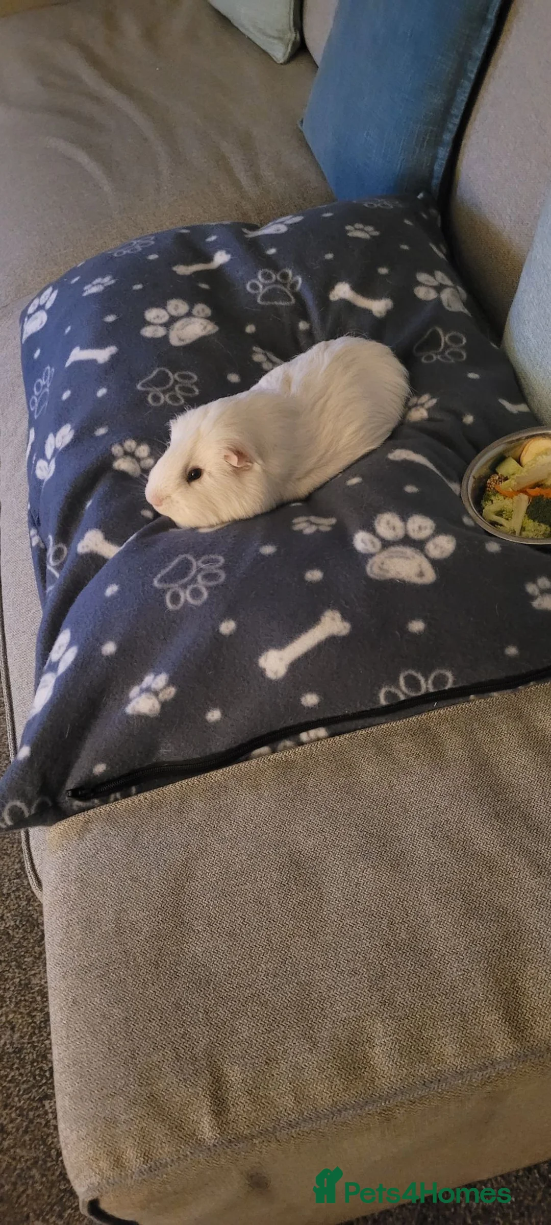 Guinea Pig rodents for sale: Male guinea pig - Advert 1