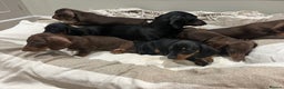 Miniature Dachshund dogs for sale: Two male miniature daschund puppies for sale  - Advert 6