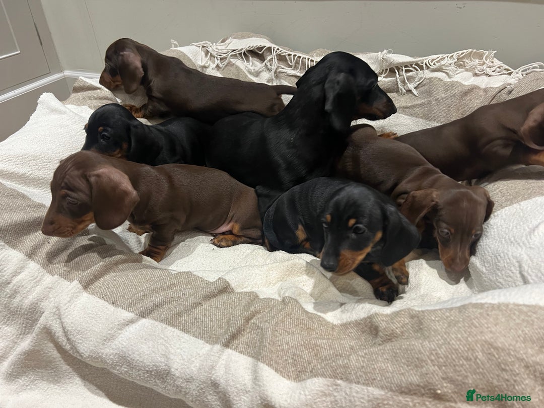 Miniature Dachshund dogs for sale: Two male miniature daschund puppies for sale  - Advert 6