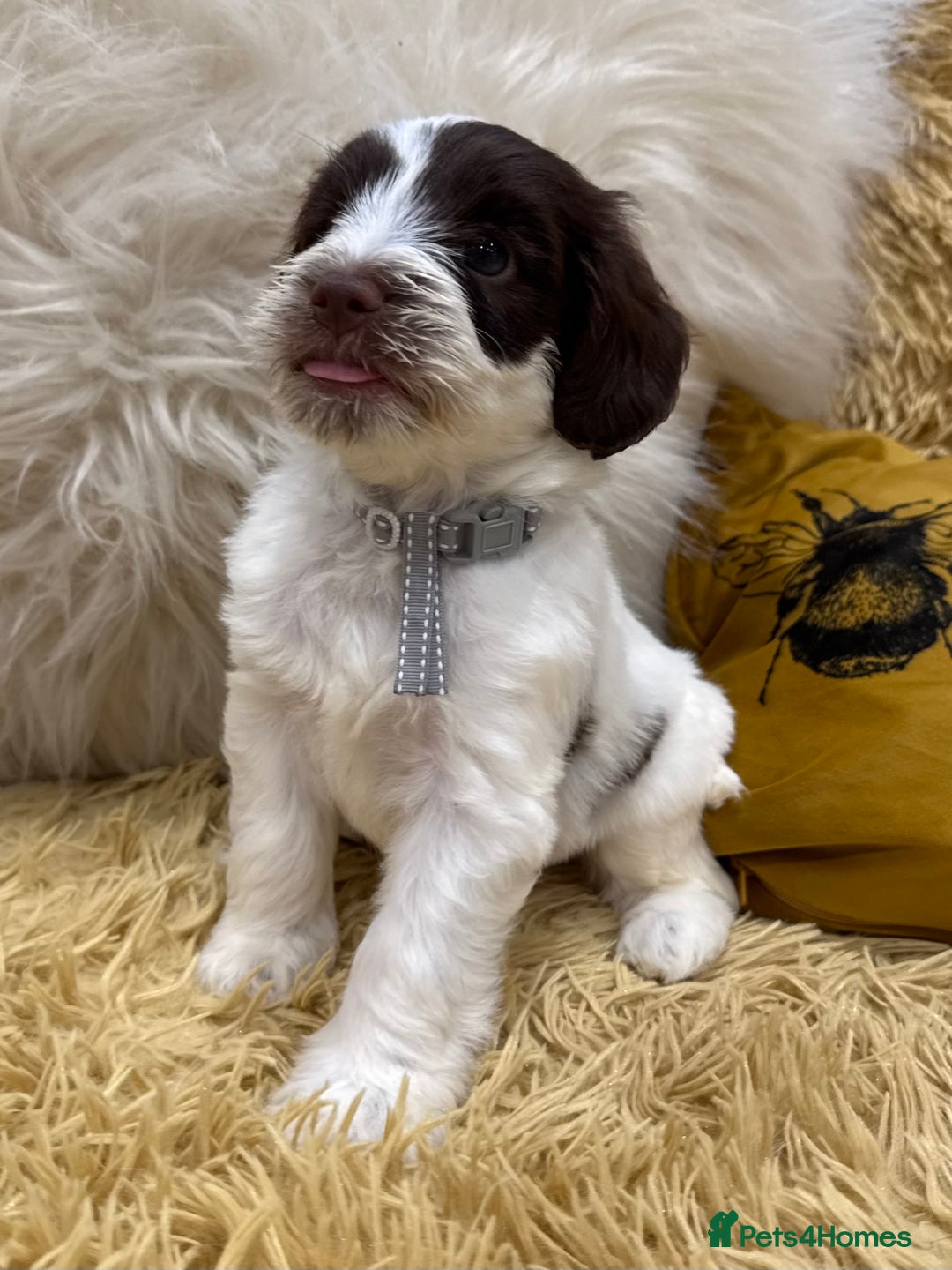 Mixed Breed dogs for sale: Mega Coated Schnockerpoo puppies - Image 19