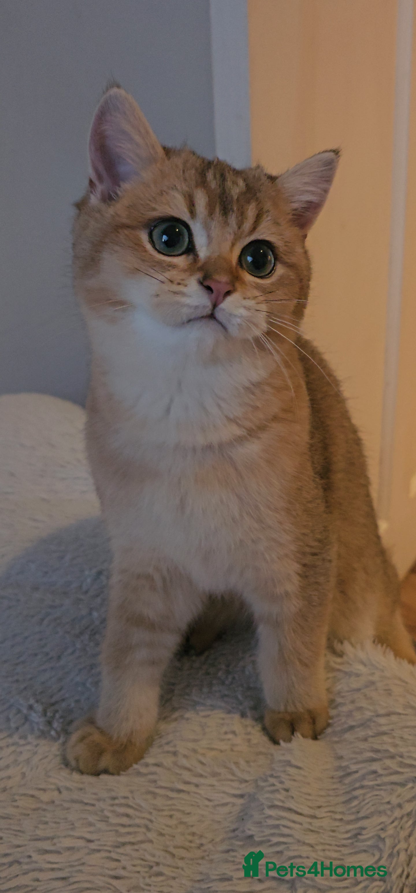 British Shorthair cats BSH GOLDEN KITTENS - Advert 1