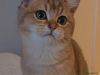 British Shorthair cats BSH GOLDEN KITTENS - Advert 1