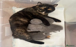 British Shorthair cats for sale: Gccf pedigree black little boy  - Image 11