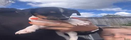Jack Russell dogs for sale: Jack Russell puppies for sale  - Advert 3