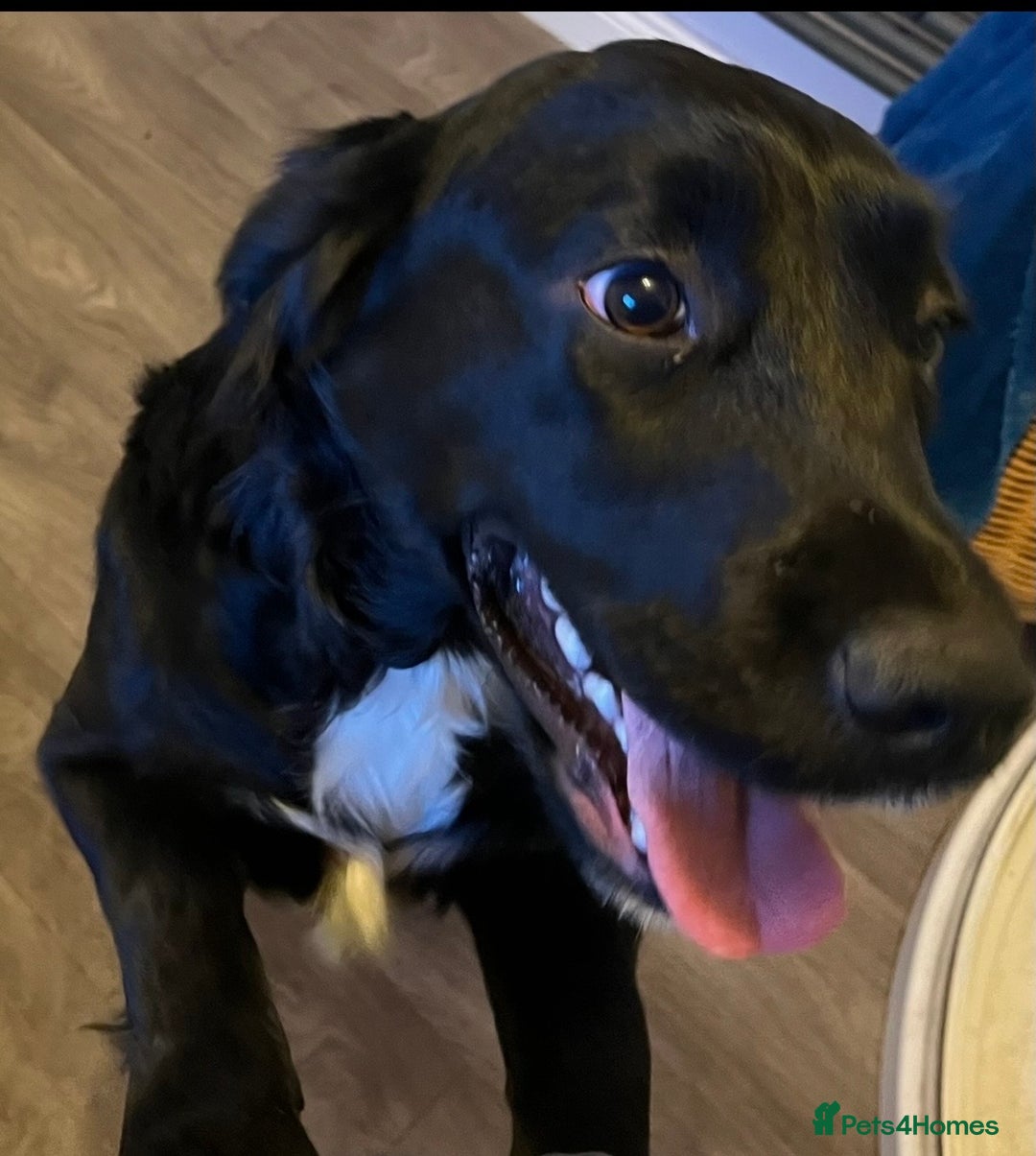 Mixed Breed dogs for sale: Golden cocker - Advert 6