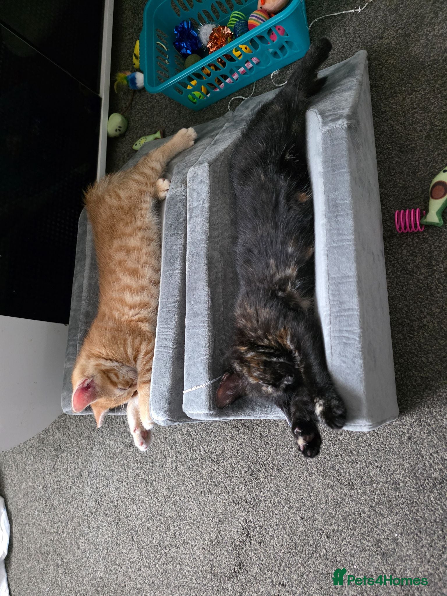Mixed Breed cats 2 kittens for sale - Advert 3