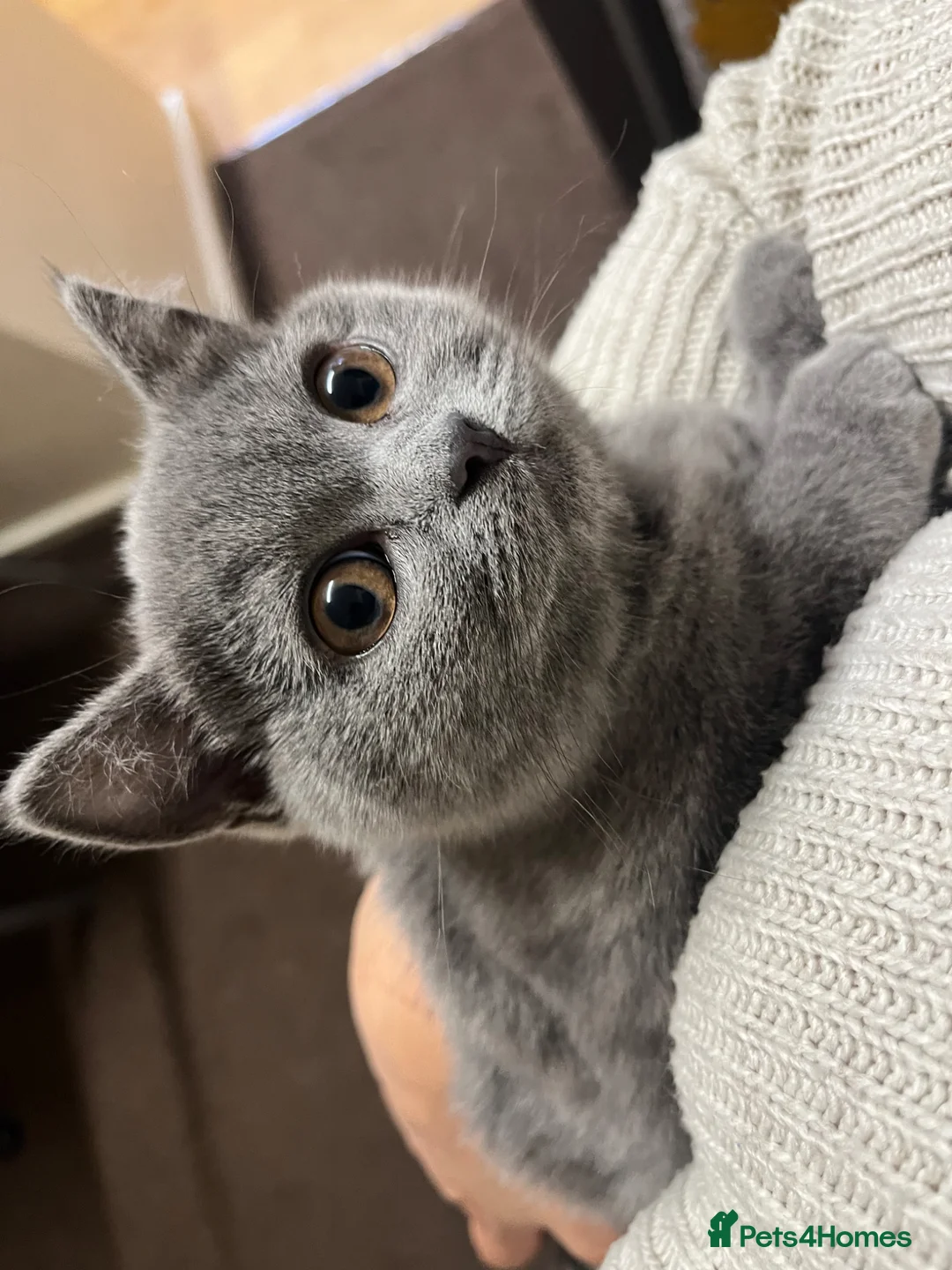 British Shorthair cats for sale: Bella Boo in Leeds - Advert 1
