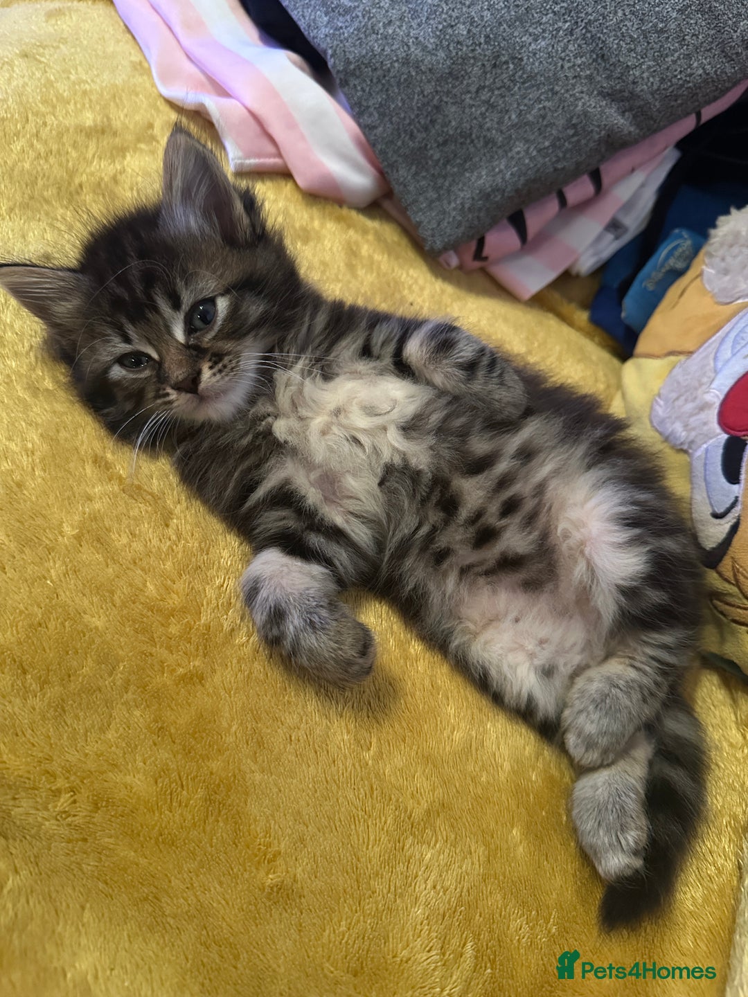 Mixed Breed cats for sale: 3 Half Ragdoll kittens; 2 boys and 1 girl - Advert 10