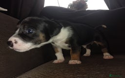 Mixed Breed dogs for sale: Stunning litter of 8 - Image 13