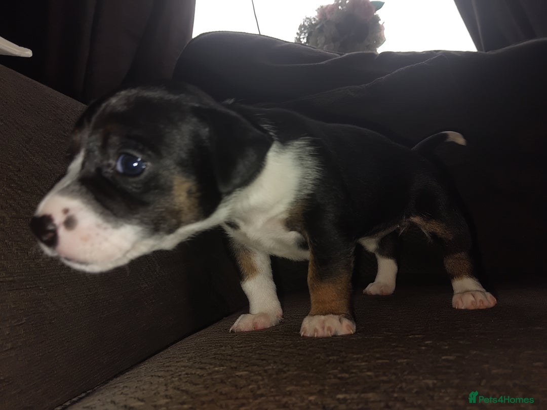 Mixed Breed dogs for sale: Stunning litter of 8 - Image 13