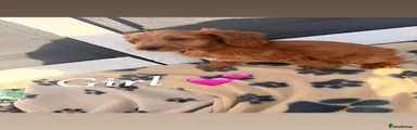 Cockapoo 5