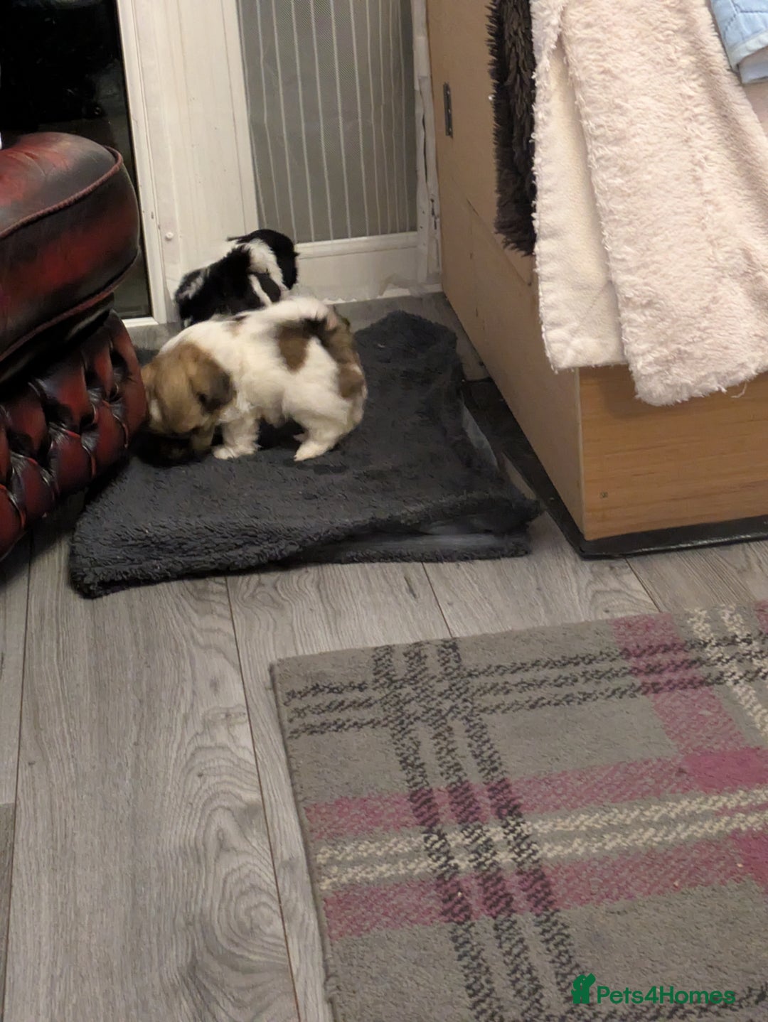 Shih Tzu dogs for sale: Stunning Shih Tzu boy - Image 22