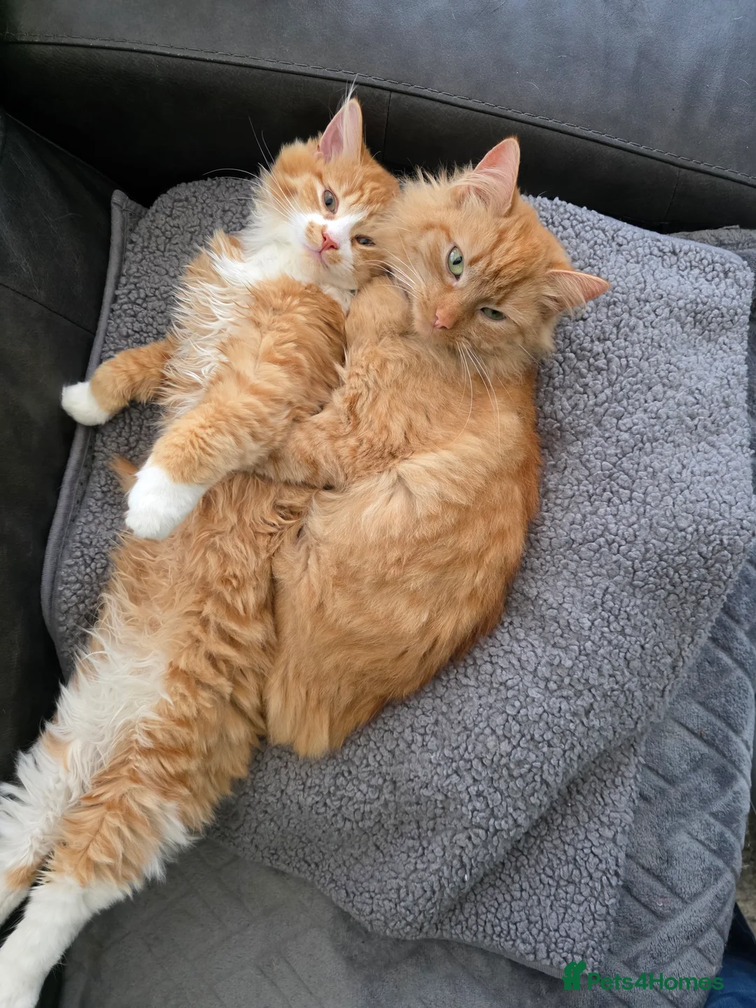 Mixed Breed cats for sale: Mother and son ginger cats  - Advert 2