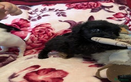Mixed Breed dogs for sale: F1b cockapoo - Image 6