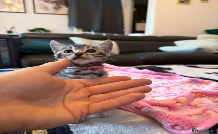 Bengal cats - Advert 3