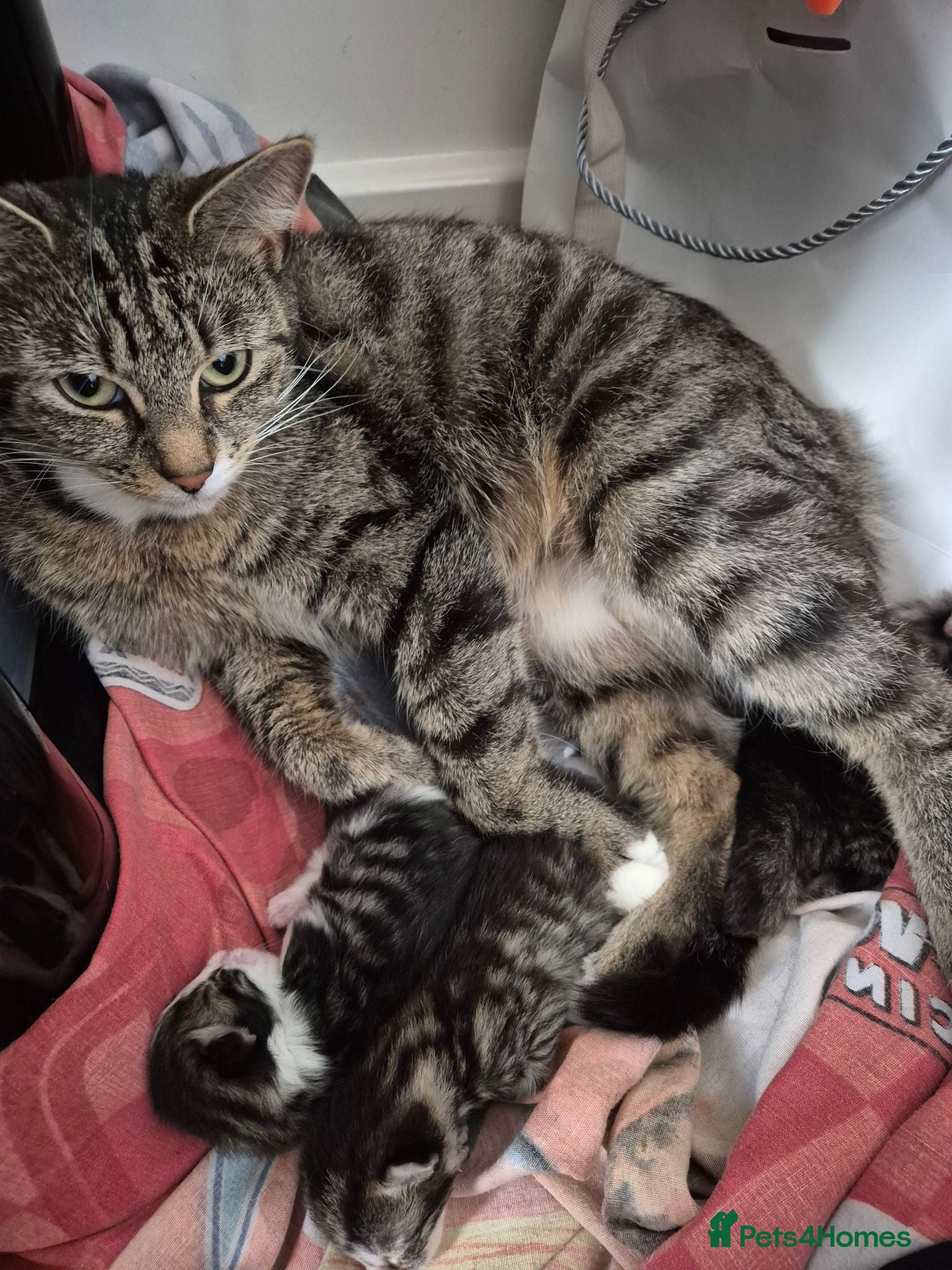 British Shorthair cats 3 beautiful kittys & mummy - Advert 1