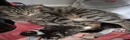British Shorthair cats for sale: 3 beautiful kittys & mummy - Advert 2