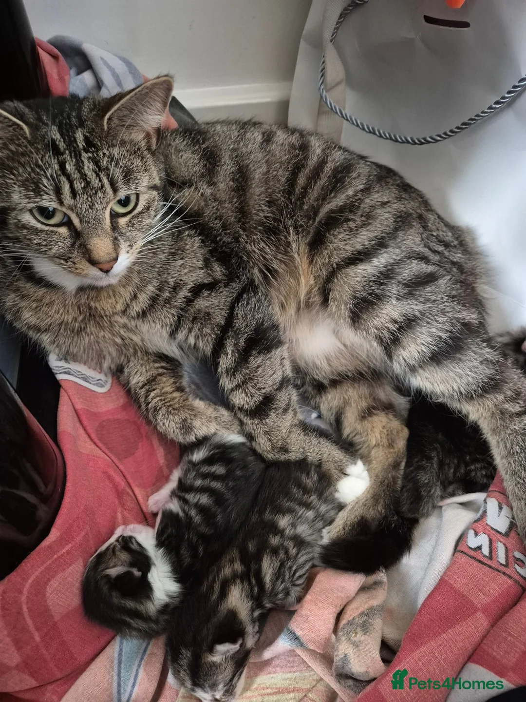 British Shorthair cats for sale: 3 beautiful kittys & mummy - Advert 2