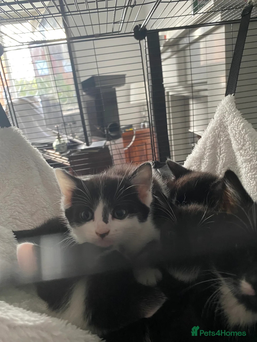 Mixed Breed cats for sale: Kittens for forever homes in Liverpool - Advert 2