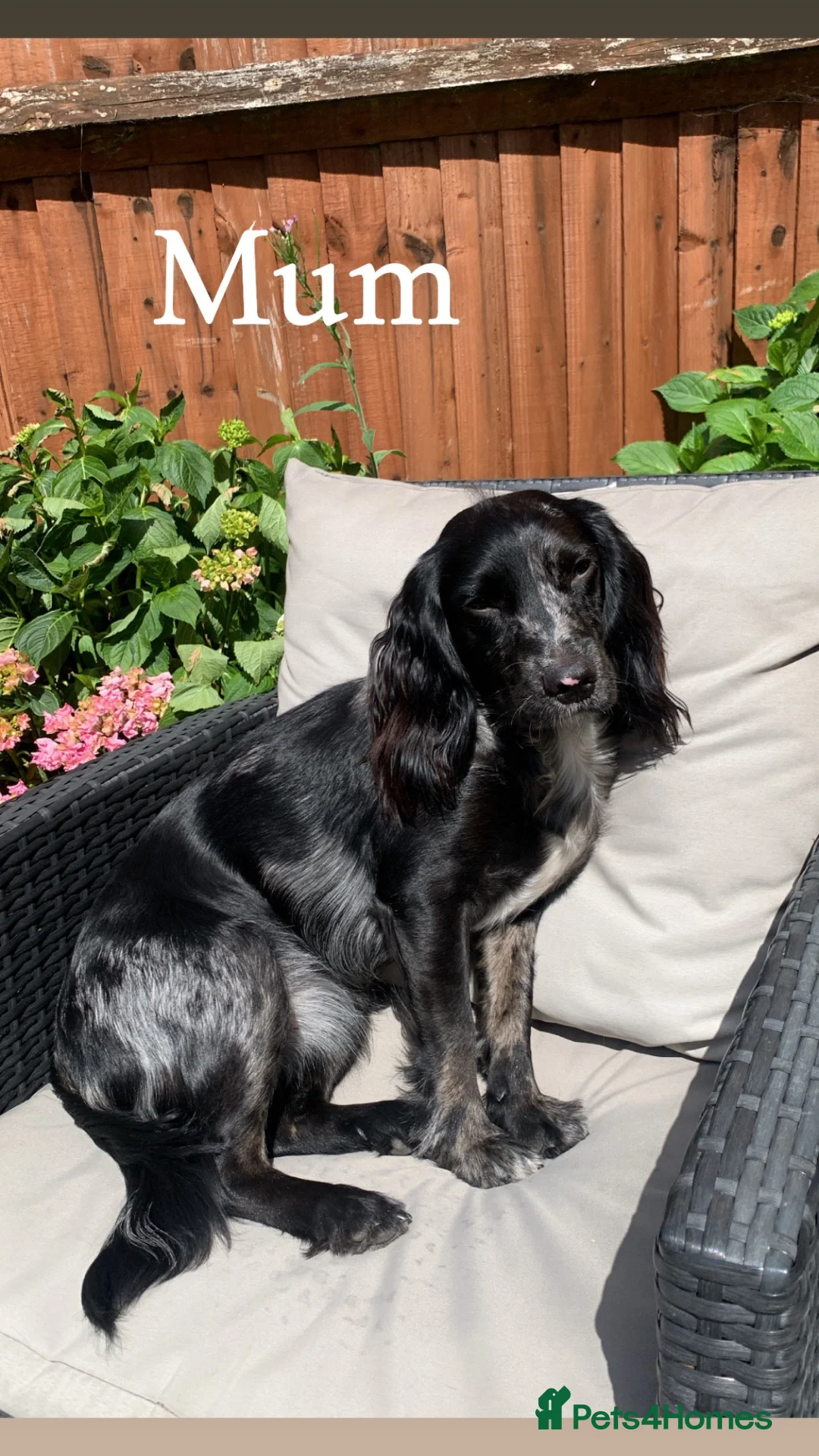 Cocker Spaniel dogs for sale: Working cocker spaniel’s ready to leave 09/10 - Advert 1