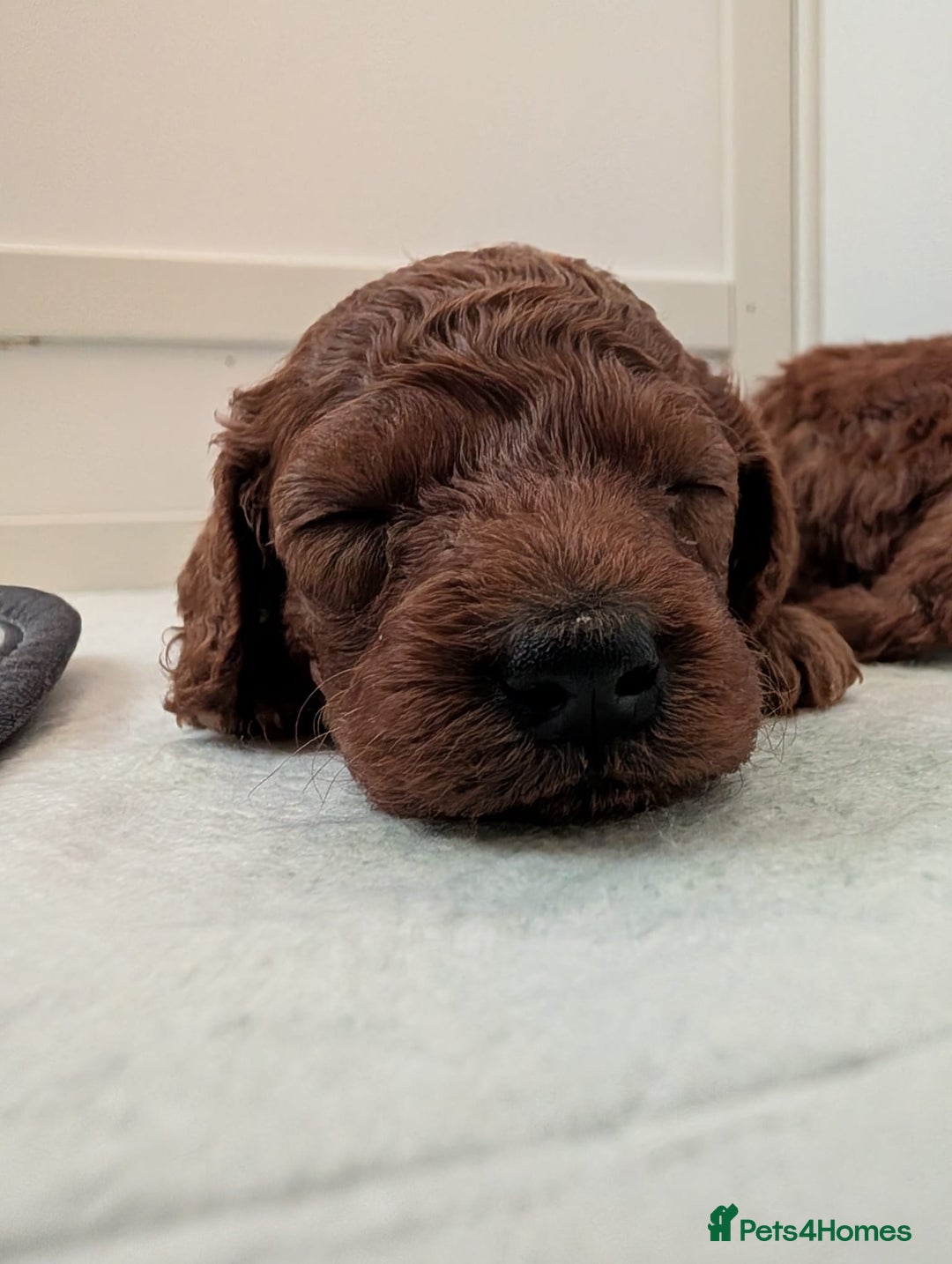 Miniature Poodle dogs for sale: Stunning red miniature poodle - Advert 5