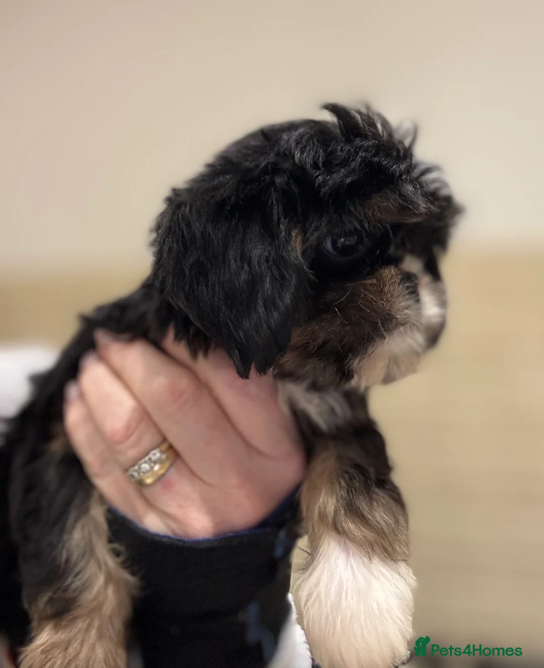 Cava Tzu dogs for sale: Cavashi cavatzu boys READY NOW  - Advert 6