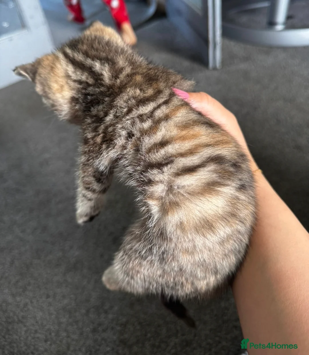 Ragdoll cats for sale: Ragdoll x Tabby Mix Kittens - Advert 12