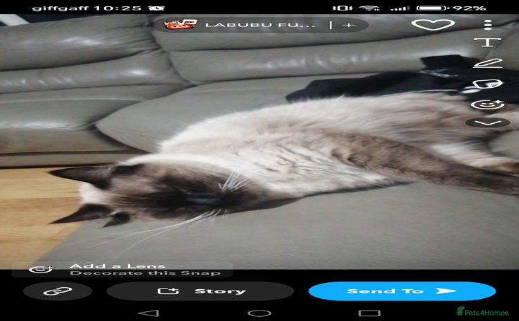 Ragdoll cats - Advert 6