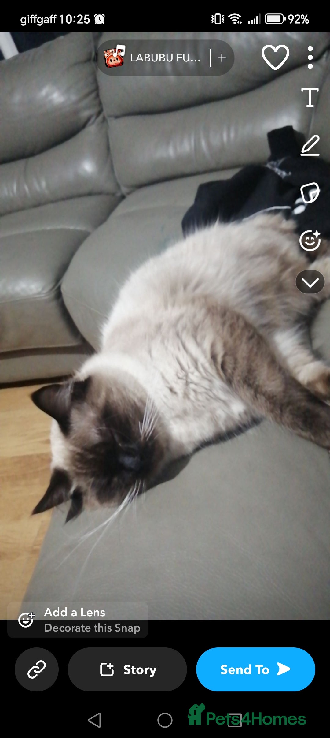 Ragdoll cats for sale: Male ragdoll adult - Image 1