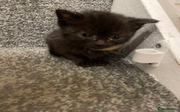 British Shorthair cats for sale: 3 adorable full of fun kittens - Image 2