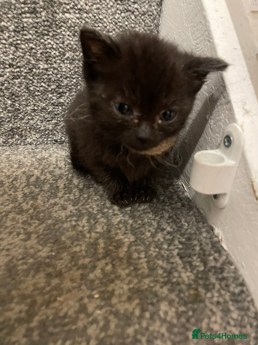 British Shorthair cats for sale: 3 adorable full of fun kittens - Image 2