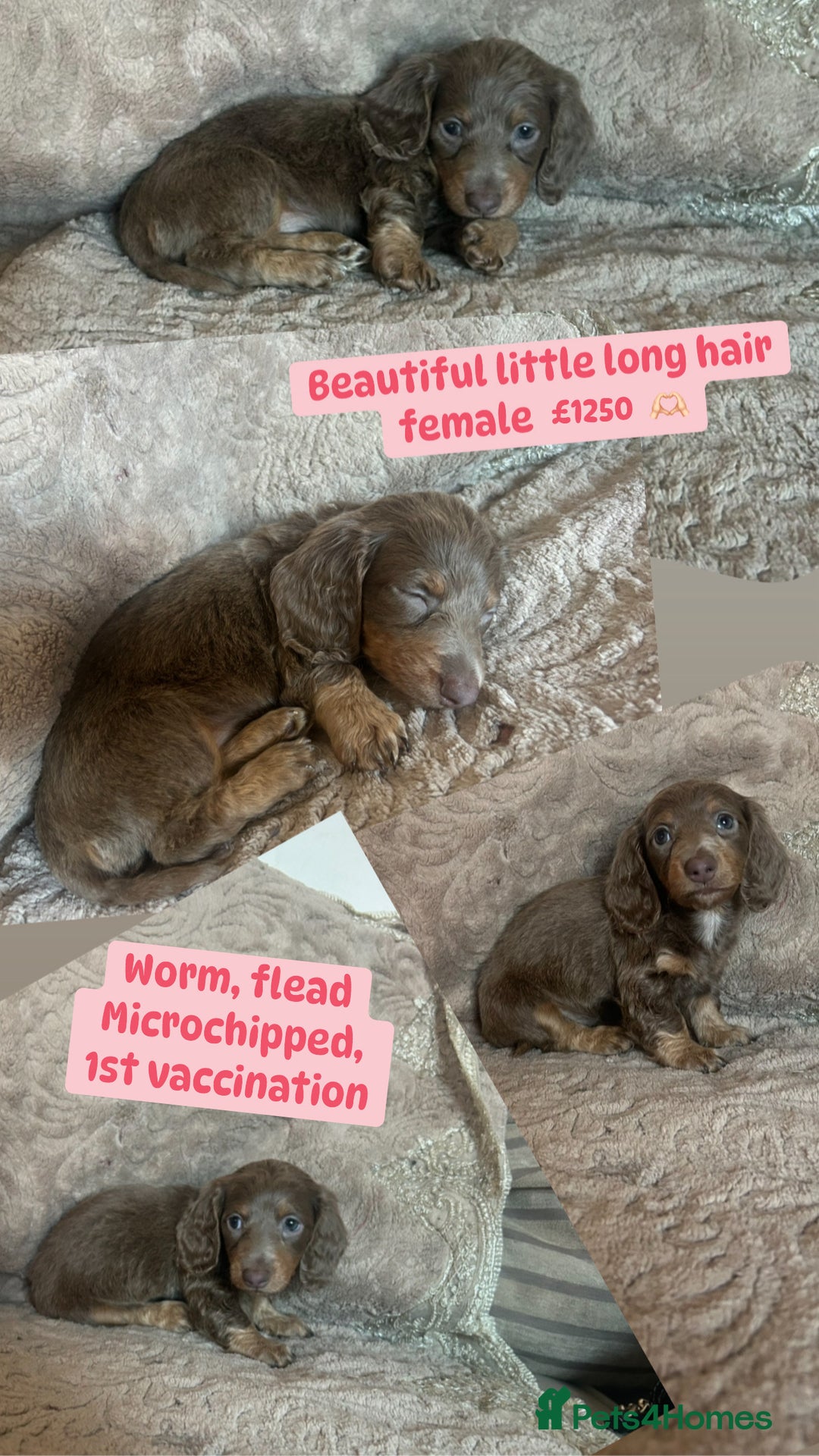 Miniature Dachshund dogs for sale: Miniature dachshund puppies excellent quality  - Image 1