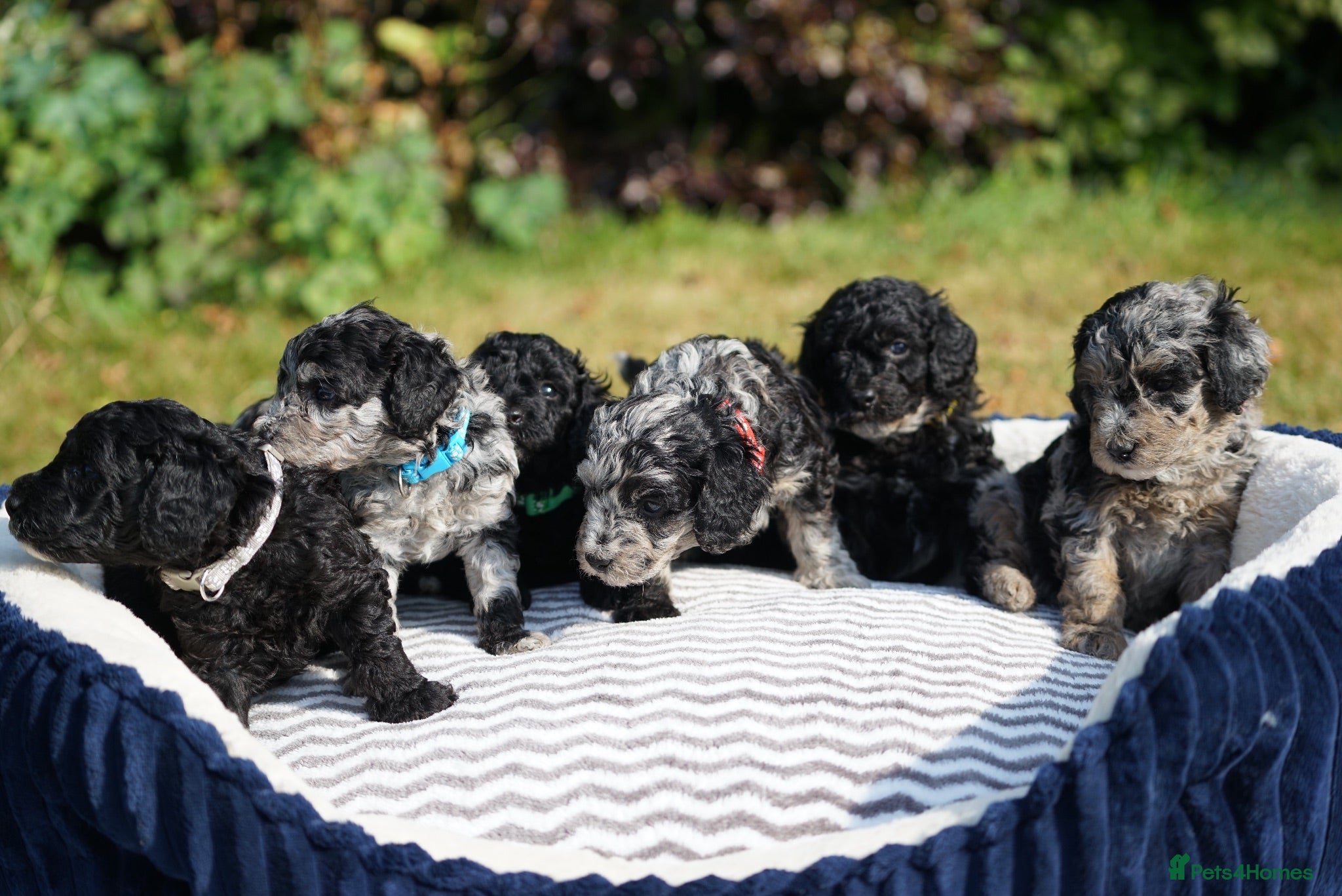 Cavapoo dogs Beautiful Merle & Black Cavapoo Puppies - Advert 6