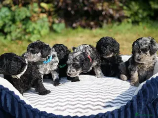 Cavapoo dogs Beautiful Merle & Black Cavapoo Puppies - Advert 6