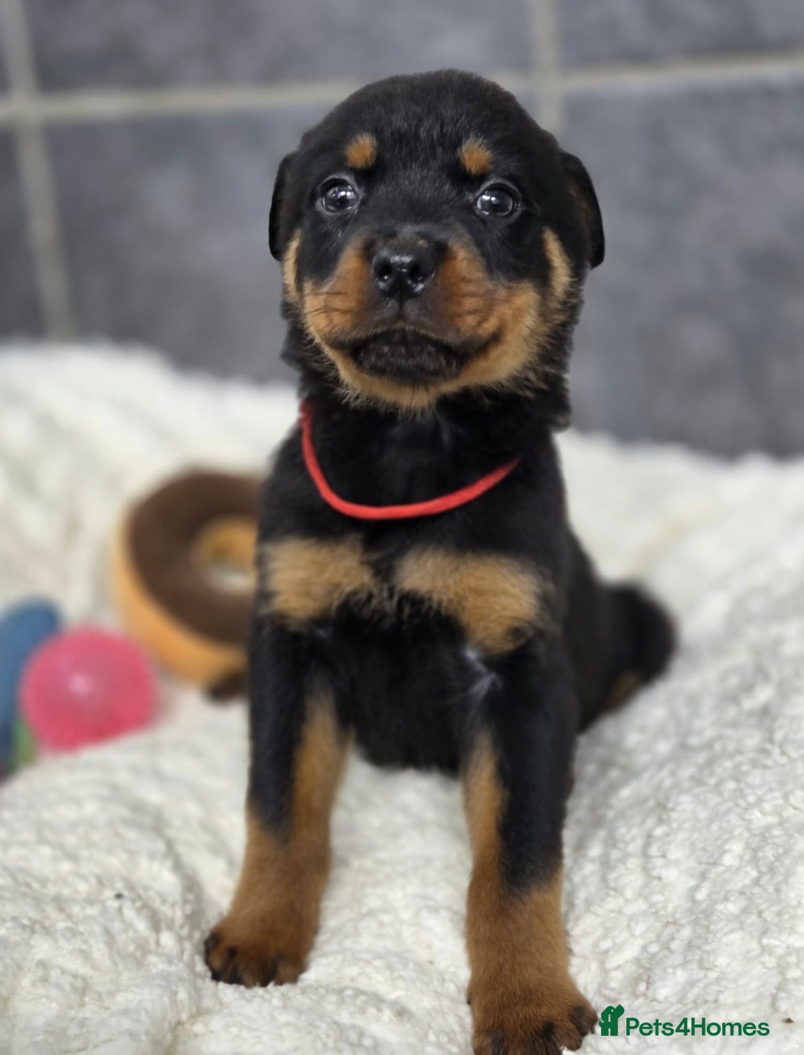 Rottweiler dogs Stunning Rottweiler pups - Advert 2