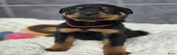 Rottweiler dogs for sale: Stunning Rottweiler pups - Advert 1