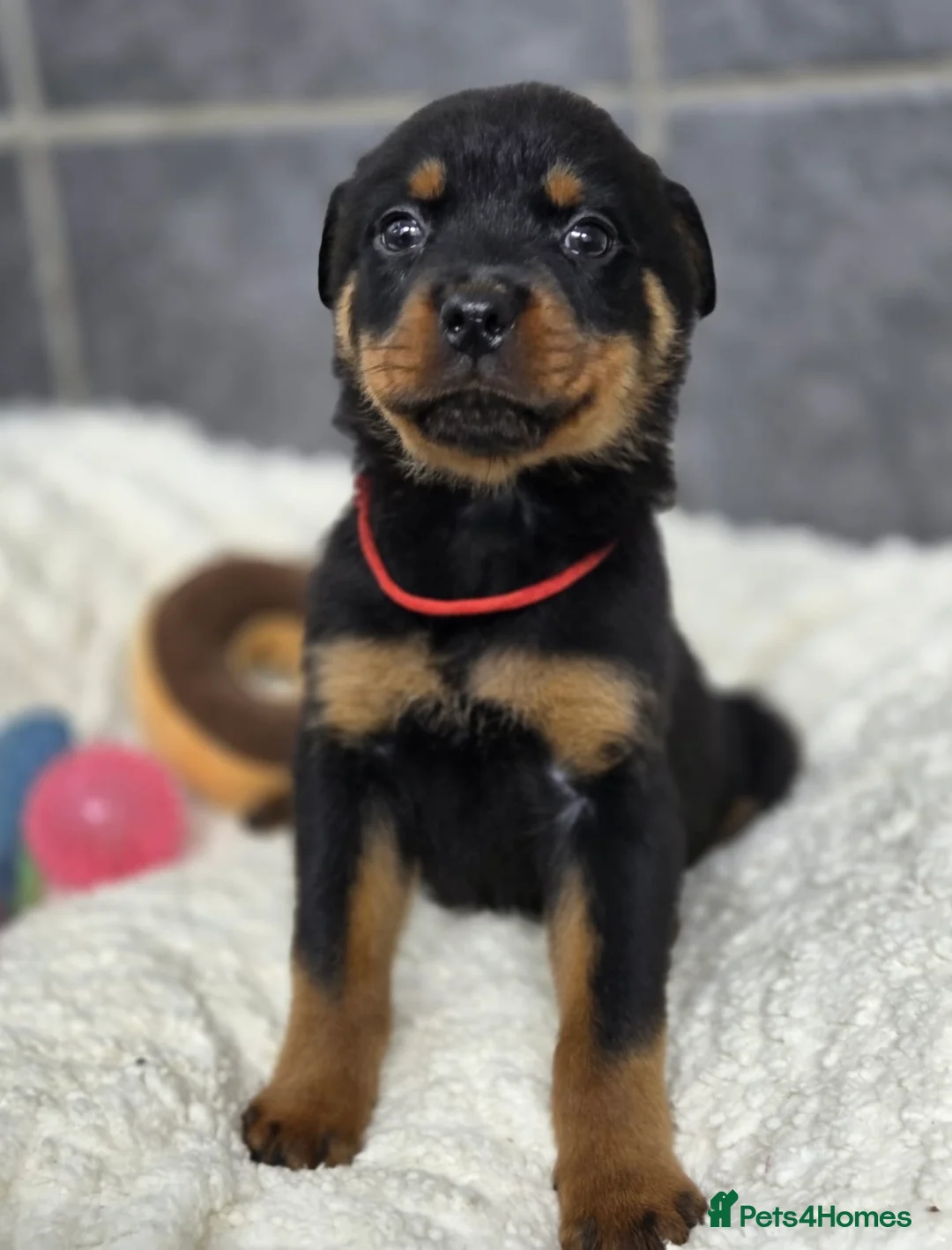 Rottweiler dogs for sale: Stunning Rottweiler pups - Advert 1
