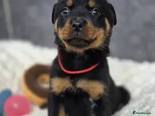 Rottweiler dogs Stunning Rottweiler pups - Advert 5