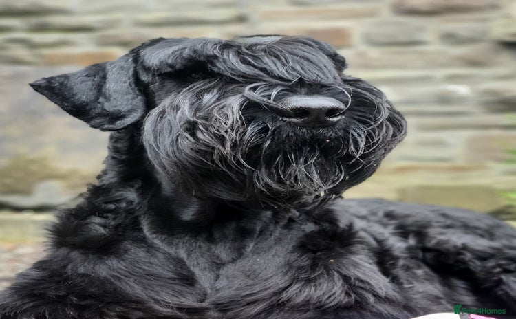 Giant Schnauzer dogs - Advert 1