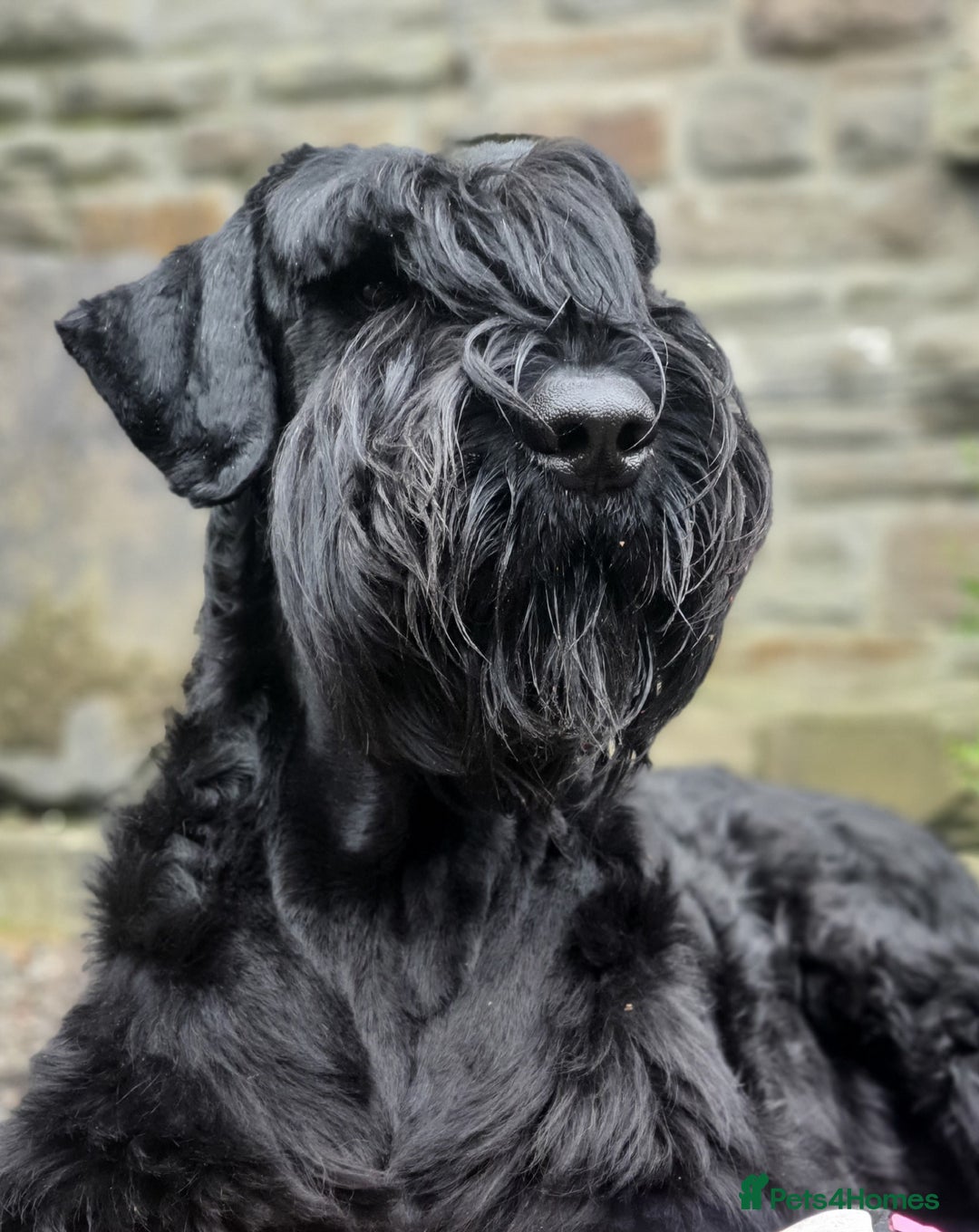 Giant Schnauzer dogs for stud: Stud dog - Giant Shnauzer  - Image 1