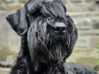 Giant Schnauzer dogs - Advert 21