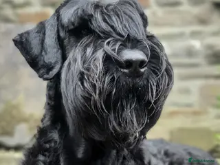 Giant Schnauzer dogs Stud dog - Giant Shnauzer - Advert 1