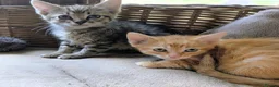 Mixed Breed cats for sale: Rare female ginger kitten - Advert 3