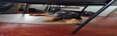 Border Terrier Puppy 1