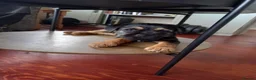 Border Terrier dogs for sale: KC Reg Border Terrier Dog Pups - Advert 3