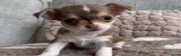 Chihuahua dogs for sale: 🐶Tiny exquisite RARE blue, Lilac & Chocolate Tri  - Advert 3